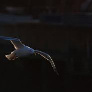 Voglia di volare