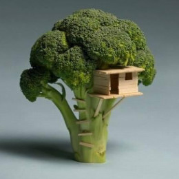La casa sull’albero